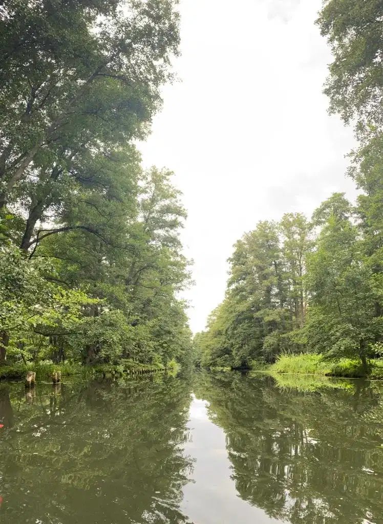 Spreewald landscape with reeds and willows