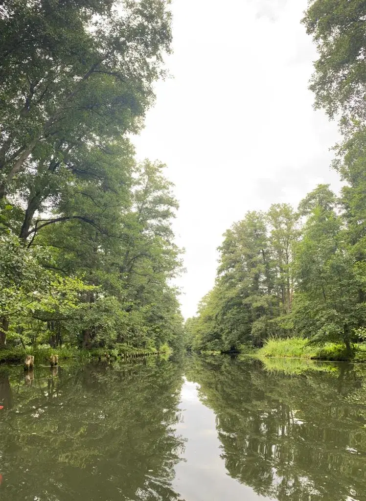 Spreewald-Landschaft mit Schilf und Weiden